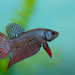 Wild bettas Type (Male)