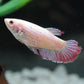 Assorted Betta Female
