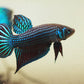 Wild bettas Type (Male)