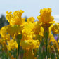 Big As The Moon Reblloming Fragrant Bi-Color Iris Quart Pot