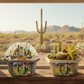 Desert Dome Biosphere Terrarium