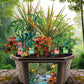 Tropical Rainforest Jungle Biosphere Terrarium