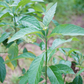 Bitter Leaf Tree (Gymnanthemum extensum)