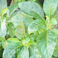 Bitter Leaf Tree (Gymnanthemum extensum)