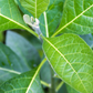 Bitter Leaf Tree (Gymnanthemum extensum)