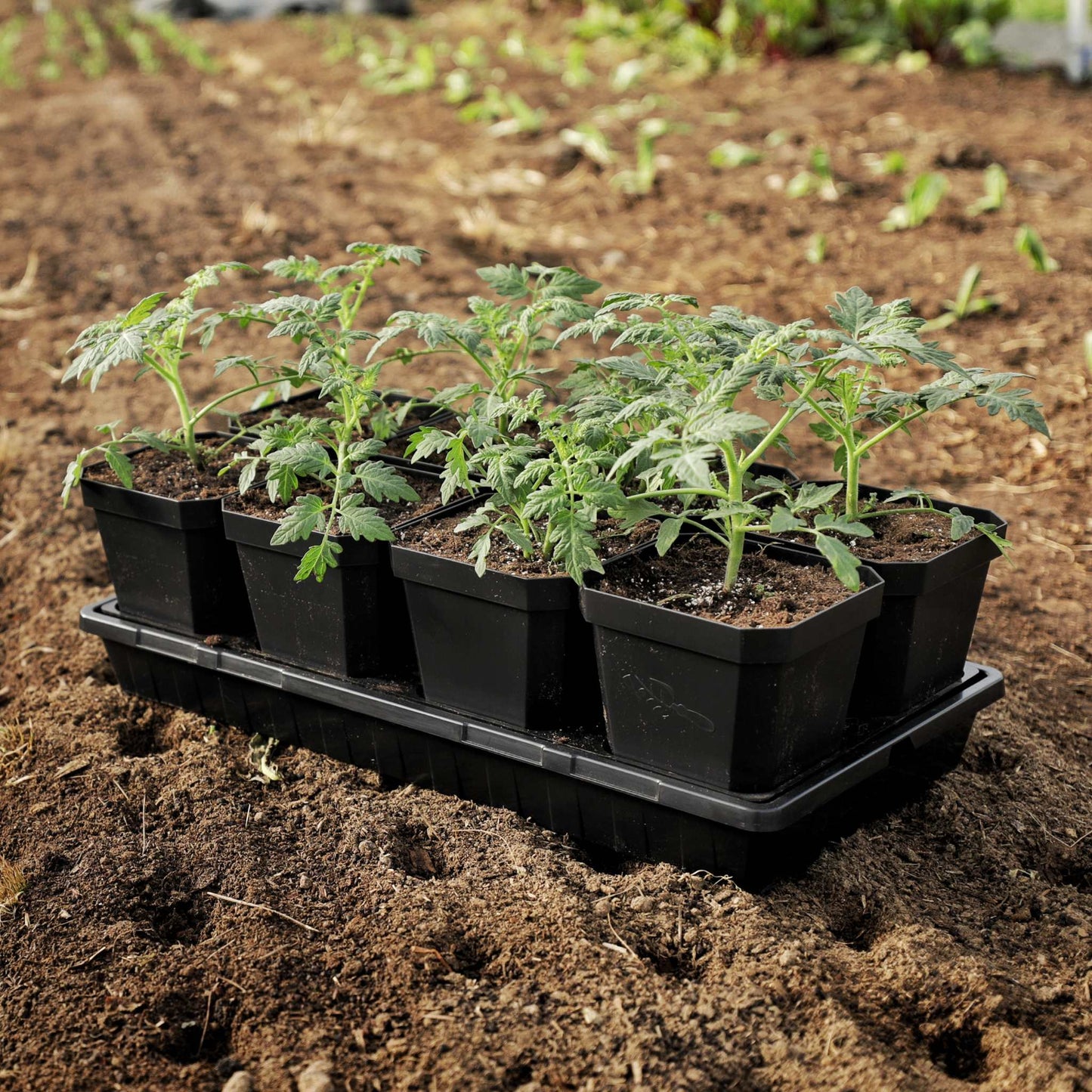 5" Heavy Duty Nursery Pots
