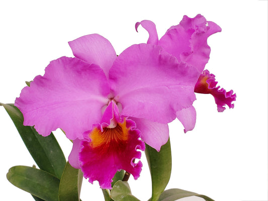 Brassolaeliocattleya Strong Men