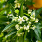 Neroli - ROOM & LINEN SPRAY -- by Moon Water Apothecary!