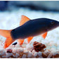 COLORED BOTIA (LOACH)