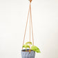 Virago Modern Hanging Planter- Grid