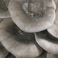 Cold Blue Oyster MycoGarden Fruiting Kit  - (Pleurotus ostreatus)