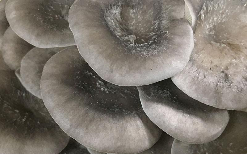 Cold Blue Oyster MycoGarden Fruiting Kit  - (Pleurotus ostreatus)