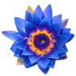 I Am Blessed Blissful Elixir – Frequency Lifter - Blue Lotus & Rose - 10mL or 30mL Dropper Bottle