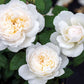 Bolero Floribunda Rose 1.5 gallon Pot