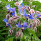 Borage
