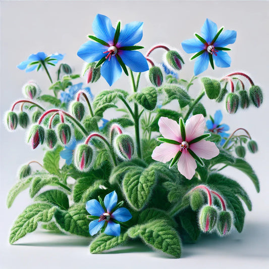 Borage Seeds (4x)