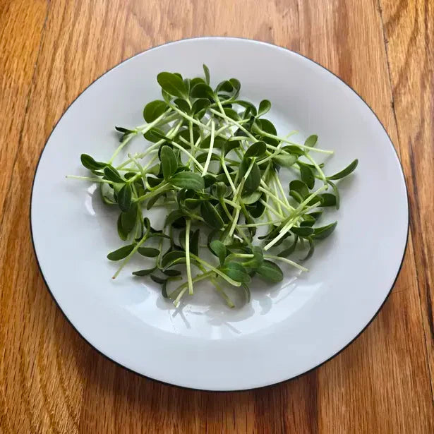 Borage Microgreens Seeds
