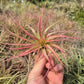 Tillandsia Brachycaulos