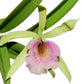 Brassocattleya Felicia
