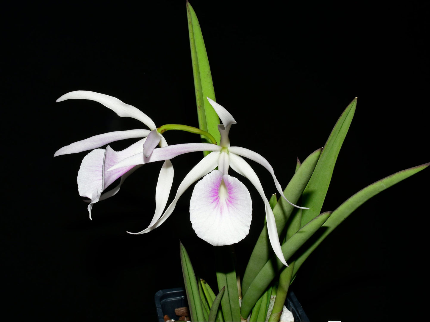 Brassocattleya Morning Glory rubra #14