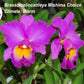 Rhyncholaeliocattleya Mishima Choice
