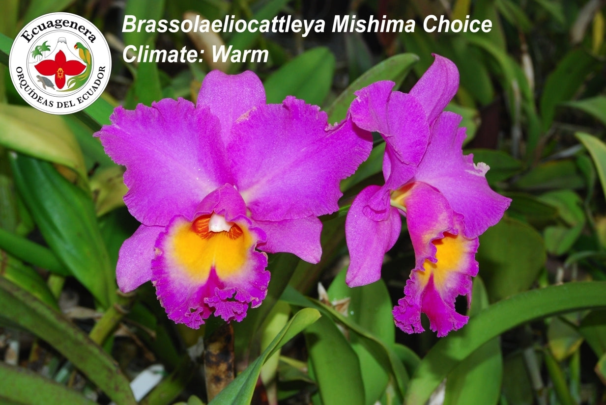 Rhyncholaeliocattleya Mishima Choice