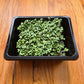 Broccoli Microgreens Seeds