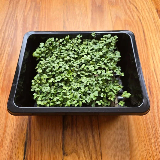 Broccoli Microgreens Seeds