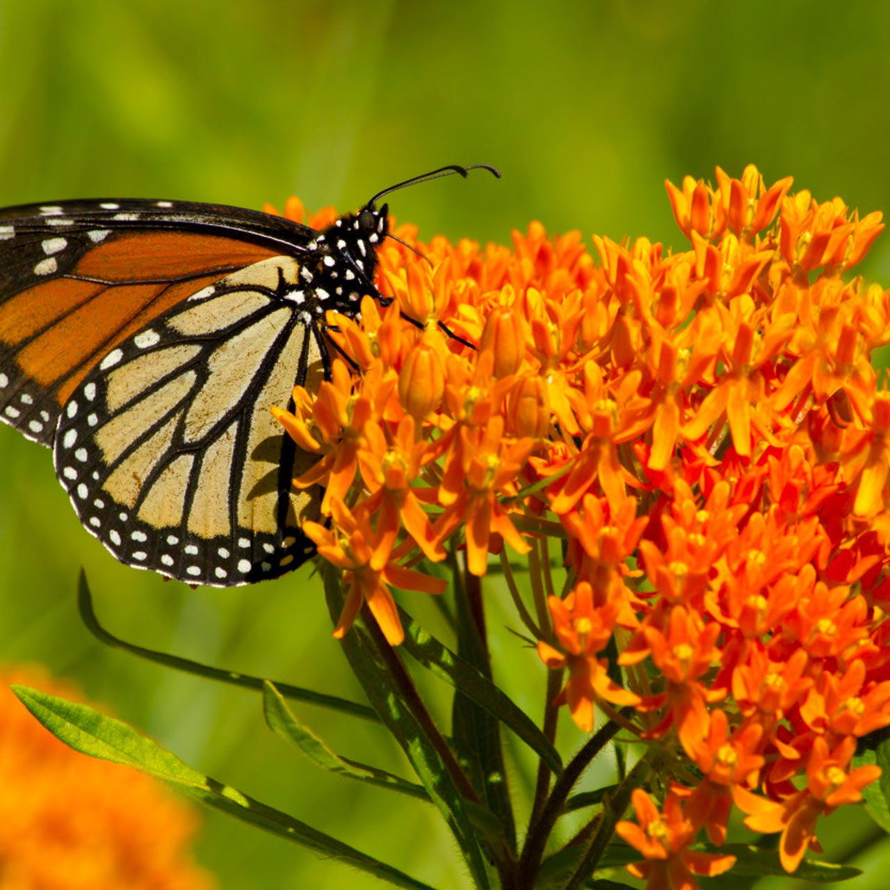 Milkweed Starter Plant in a 4 inch pot from our Butterfly Garden! The bees love them too! It's a perennial and will come back each year!