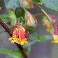 25 TWINBERRY HONEYSUCKLE Lonicera Involucrata California Bearberry Black Twin Berry Endangered Native Sun or Shade Shrub Yellow Red Hummingbird Flower Seeds
