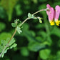 50 ROCK HARLEQUIN Pink & Yellow Corydalis Sempervirens Flower Seeds