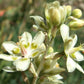 100 WHITE CAMAS Anticlea Elegans Zigadenus Camass Alkali Native Flower Seeds