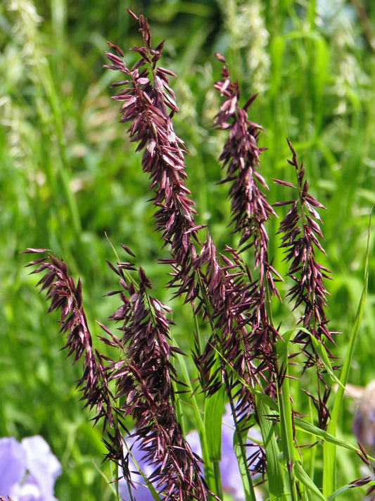 20 RED Spire MELIC GRASS Purple Melica Transsilvanica Flower Seeds
