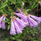 50 ALPINE PENSTEMON Davidsonii Davidson's Beardtongue Purple Flower Seeds