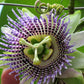 10 SWEET GRANADILLA Yellow Passionfruit Grenadia Sugar Fruit Passiflora Ligularis Huge Purple & White Flower Yellow Orange Fruit Vine Seeds