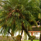 10 PYGMY DATE PALM Phoenix Roebelenii Dwarf Miniature Ornamental Fruit Tree Houseplant Seeds
