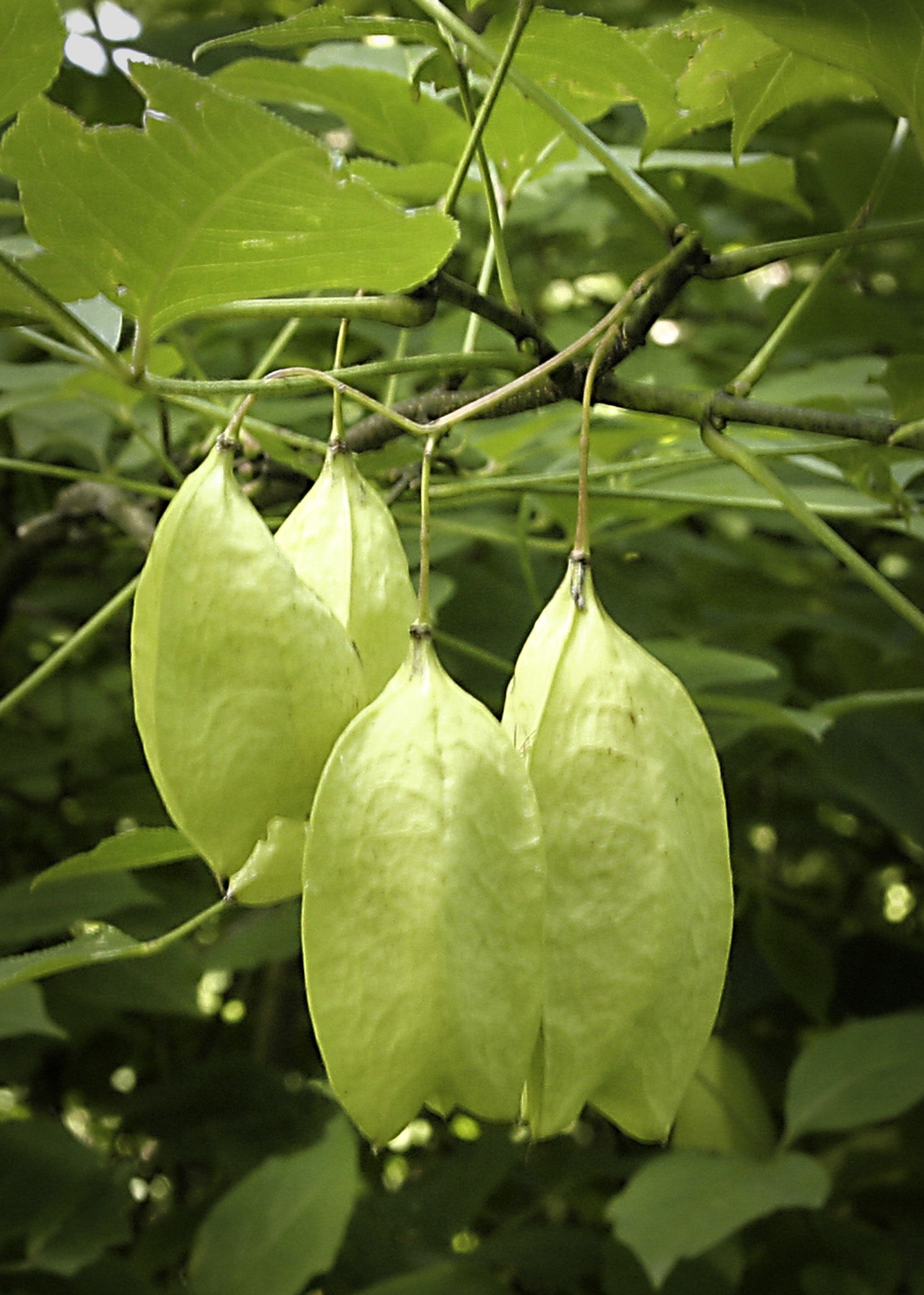 5 AMERICAN BLADDERNUT Tree Staphylea Trifolia Shrub Green Pod White Fl ...