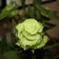 5 GREEN ROSE Rosa Bush Shrub Perennial Flower Seeds