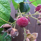 20 PURPLE FLOWERING RASPBERRY Thornless Edible Rubus Odoratus Fruit Berry Seeds