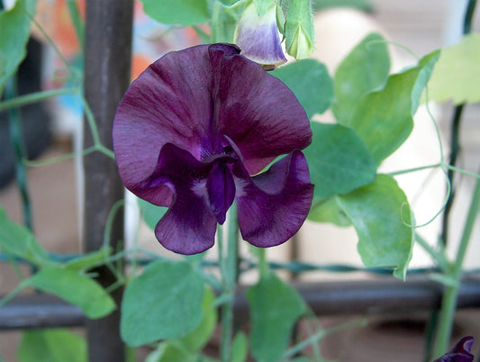 20 Royal MAROON SWEET PEA Lathyrus Odoratus Vine Dark Red Fragrant Flower Seeds