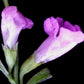 100 FALSE PURPLE FOXGLOVE Rose Gerardia Wetland Agalinis Purpurea Flower Seeds