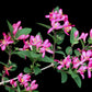 50 Tatarian Asian HONEYSUCKLE Lonicera Tatarica Pink Flower Shrub Bush Seeds