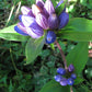 200 BOTTLE GENTIAN (Closed or Blind Gentian / Cloistered Heart) Gentiana Andrewsii Flower Seeds