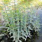 20 WATER HOREHOUND Lycopus Americanus American Bugleweed Herb Flower Seeds