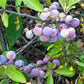 5 BEACH PLUM Prunus Maritima Native Edible Fruit Shrub Bush White Flower Seeds