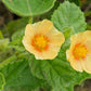 100 COUNTRY MALLOW (Bala / Flannel Weed) Sida Cordifolia Flower Seeds