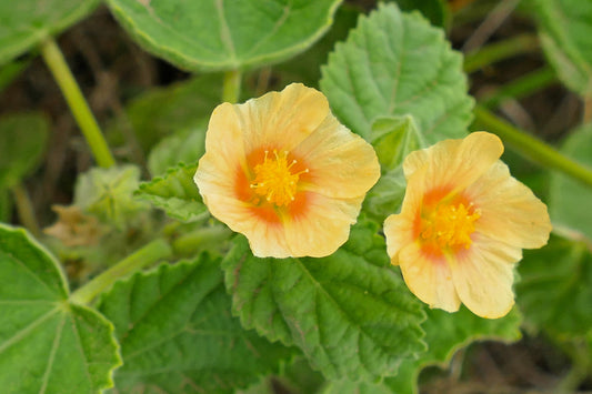 100 COUNTRY MALLOW (Bala / Flannel Weed) Sida Cordifolia Flower Seeds