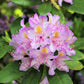 40 CAROLINA RHODODENDRON Carolinianum Dwarf Azalea Pink Purple Flower Shrub Seeds