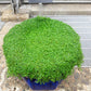 20 CORSICAN MINT Mentha Requienii Herb Fragrant Ground Cover Flower Seeds