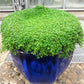1000 Bulk CORSICAN MINT Mentha Requienii Herb Fragrant Ground Cover Flower Seeds